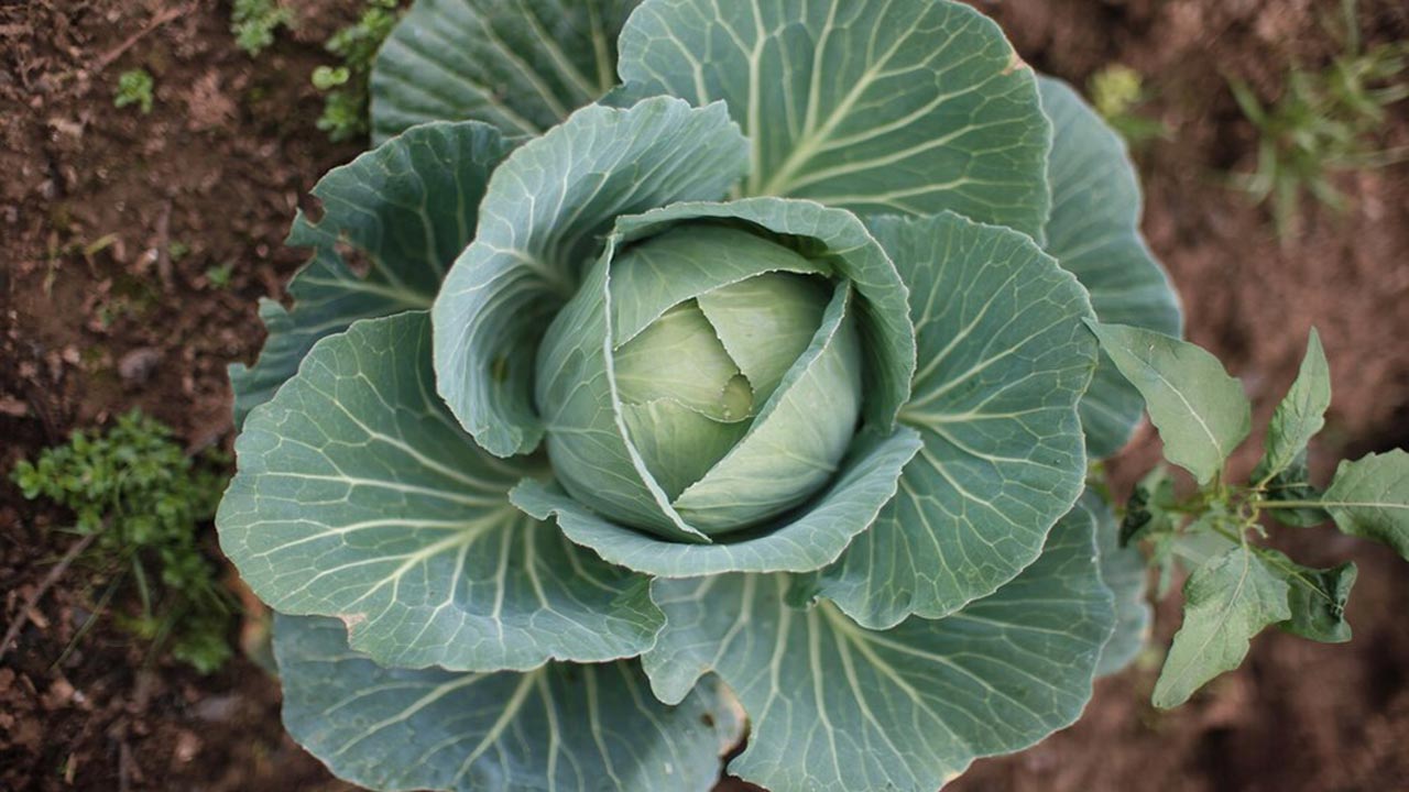 বাঁধাকপি বেশি খেলে কী হয়?