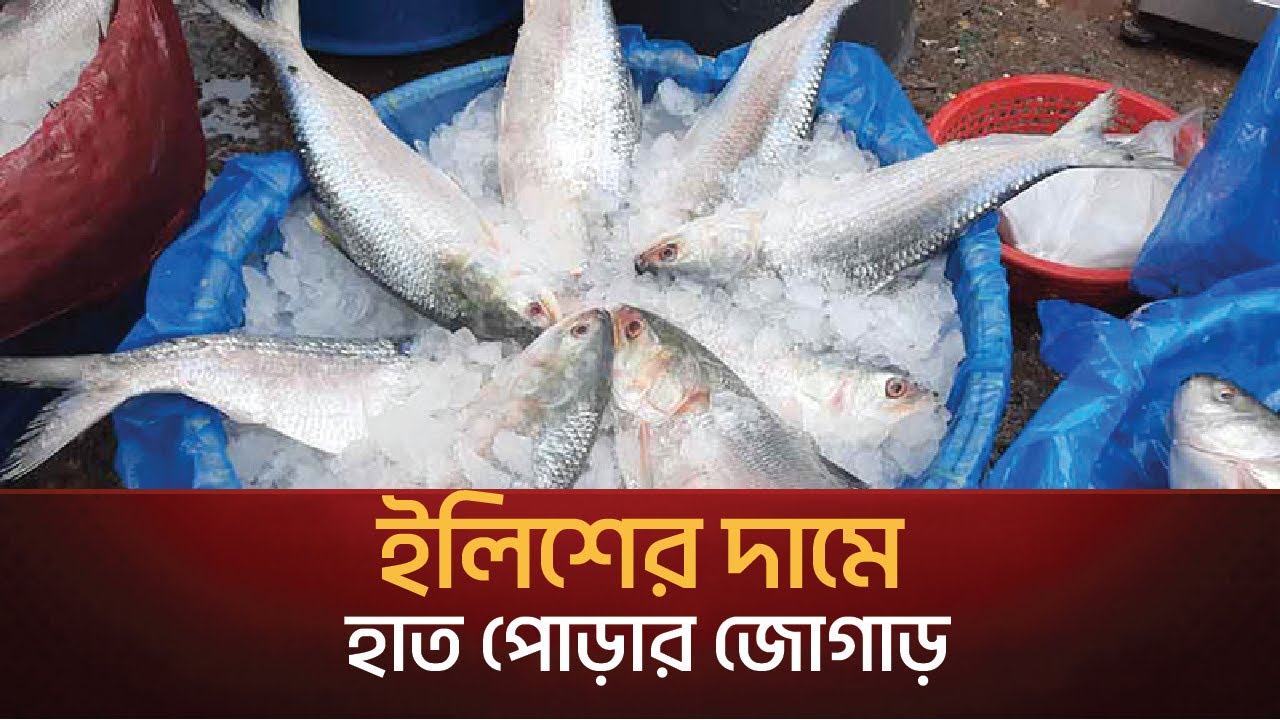 ইলিশের দামে হাত পোড়ার জোগাড়!